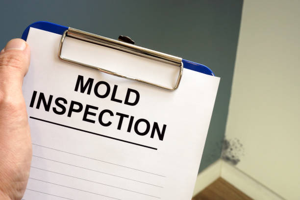 Best Black Mold Removal  in Keary, NE